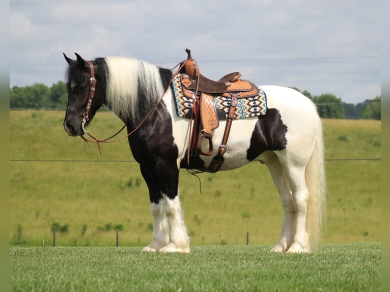 Gypsy Horse Gelding 6 years 16 hh Tobiano-all-colors in Whitley City KY