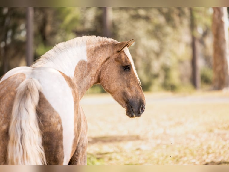 Gypsy Horse Mix Gelding 6 years 16,2 hh Pinto in Ocala