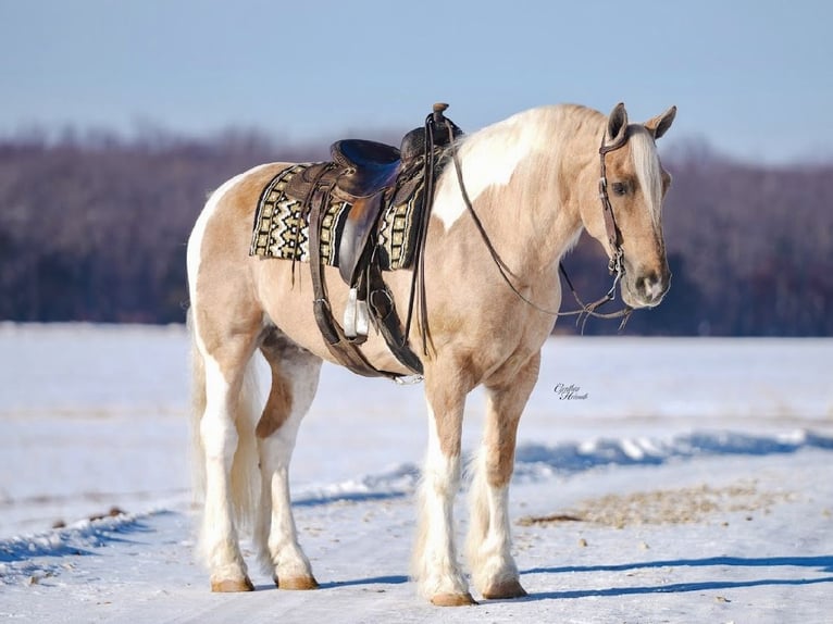 Gypsy Horse Mix Gelding 6 years 16,2 hh Pinto in Ocala