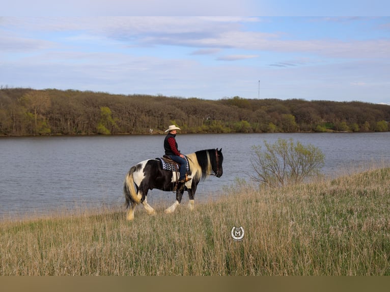 Gypsy Horse Mix Gelding 6 years 17,1 hh in Windom