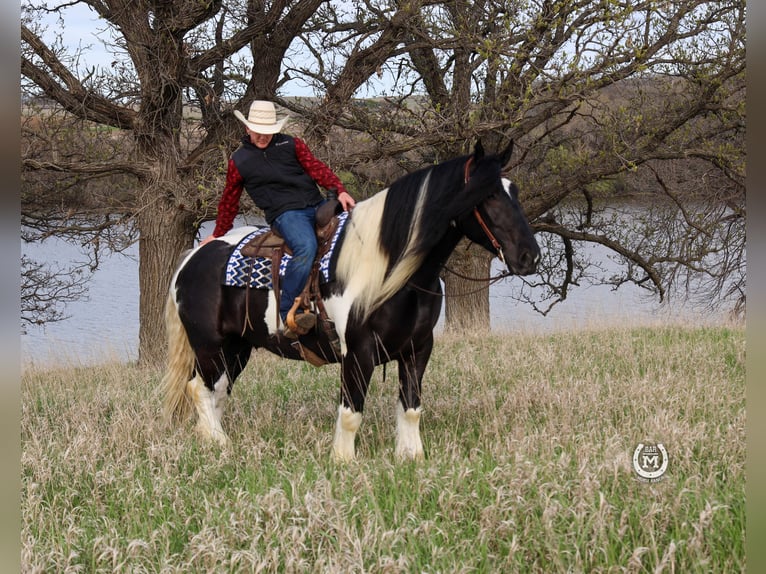 Gypsy Horse Mix Gelding 6 years 17,1 hh in Windom