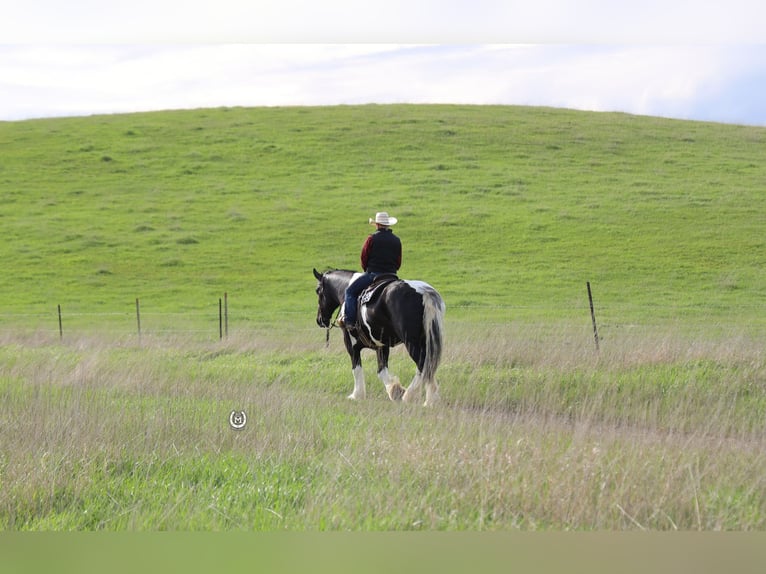 Gypsy Horse Mix Gelding 6 years 17,1 hh in Windom