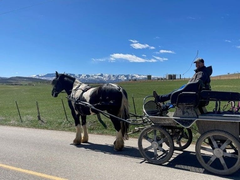 Gypsy Horse Mix Gelding 6 years 17,1 hh in Windom