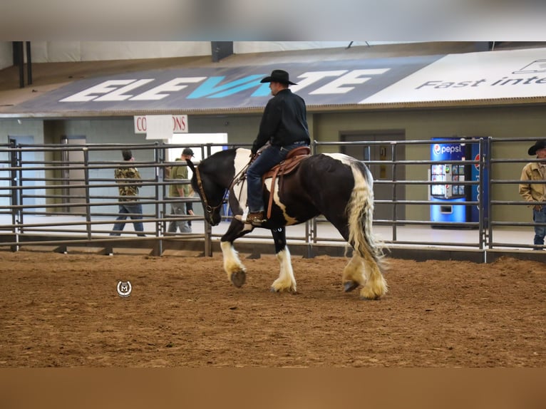 Gypsy Horse Mix Gelding 6 years 17,1 hh in Windom