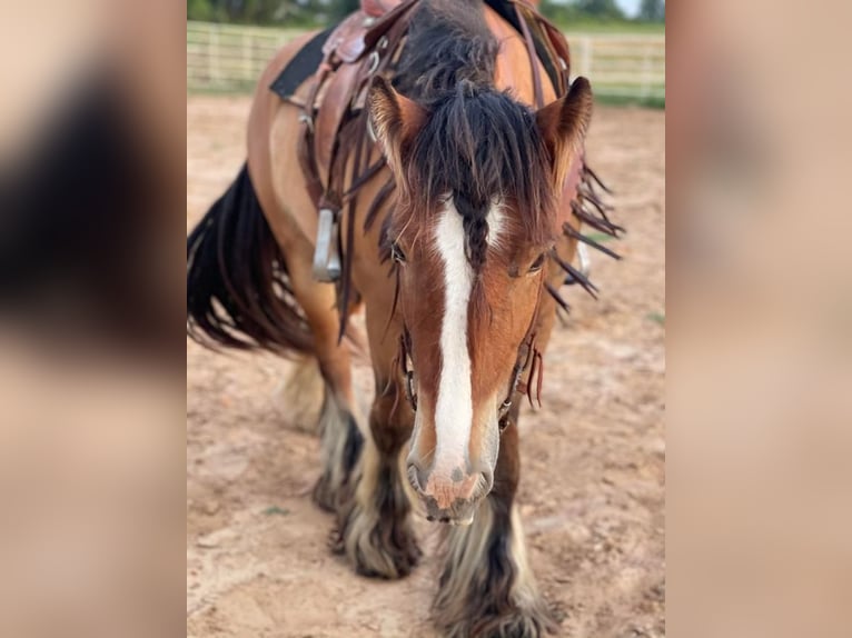 Gypsy Horse Gelding 6 years Bay in Bozeman
