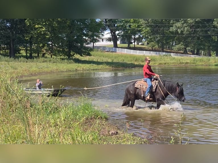 Gypsy Horse Gelding 6 years Black in Sebree