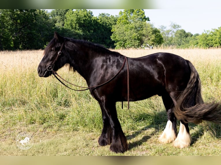 Gypsy Horse Gelding 6 years Black in Middleboro
