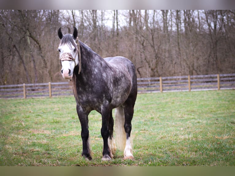 Gypsy Horse Gelding 6 years Gray-Dapple in Flemingsburg KY