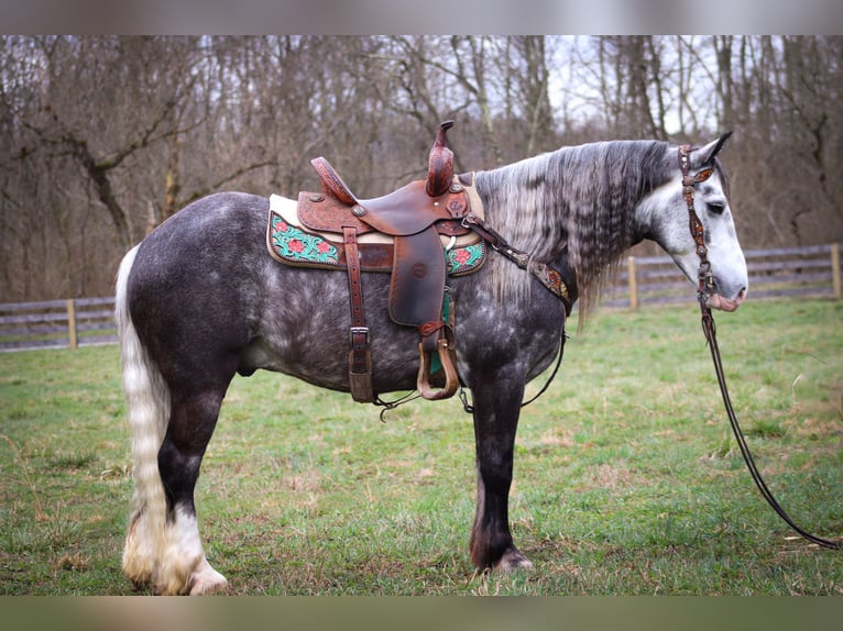 Gypsy Horse Gelding 6 years Gray-Dapple in Flemingsburg KY
