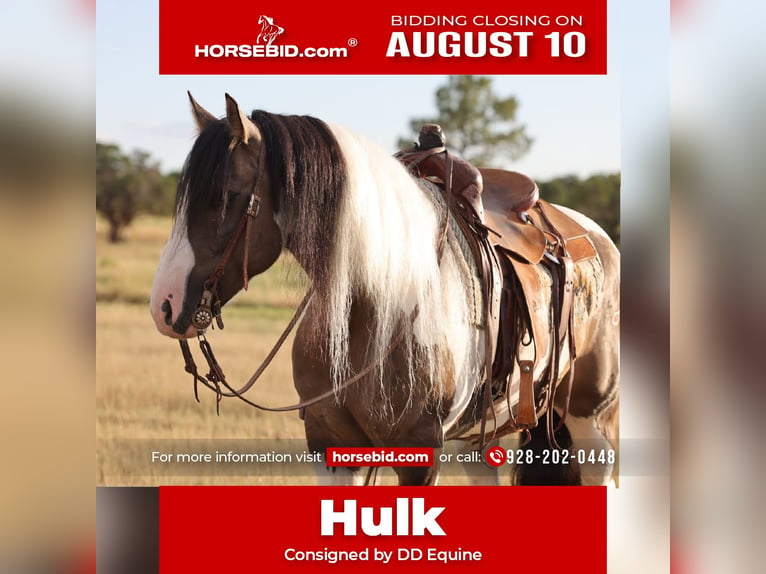 Gypsy Horse Mix Gelding 6 years Pinto in Camp Verde