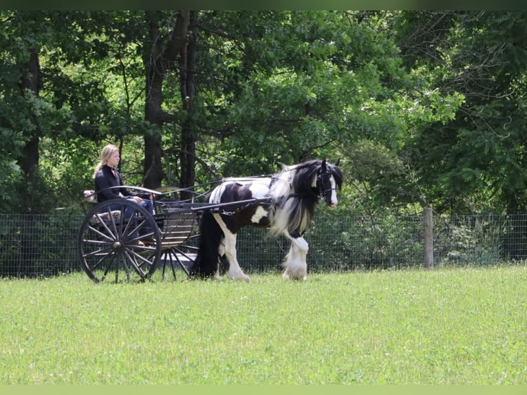 Gypsy Horse Gelding 6 years Pinto in Howell