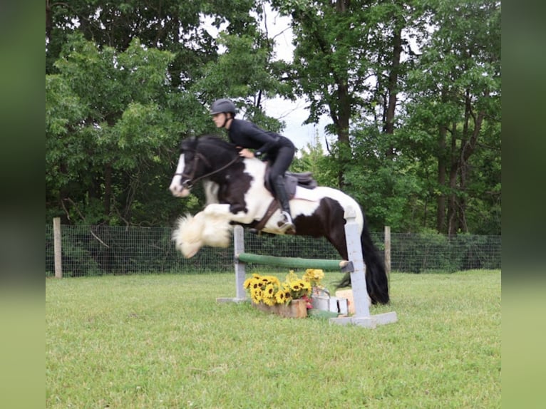 Gypsy Horse Gelding 6 years Pinto in Howell