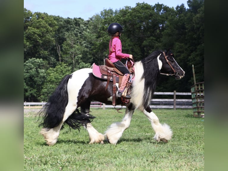 Gypsy Horse Gelding 6 years Pinto in Howell