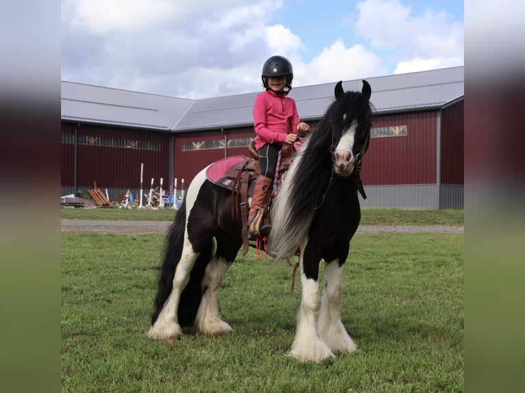 Gypsy Horse Gelding 6 years Pinto in Howell