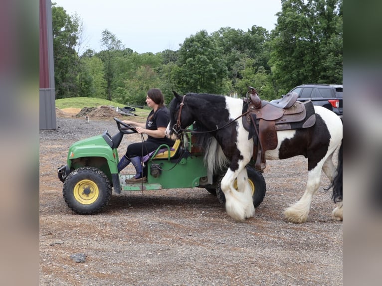 Gypsy Horse Gelding 6 years Pinto in Howell