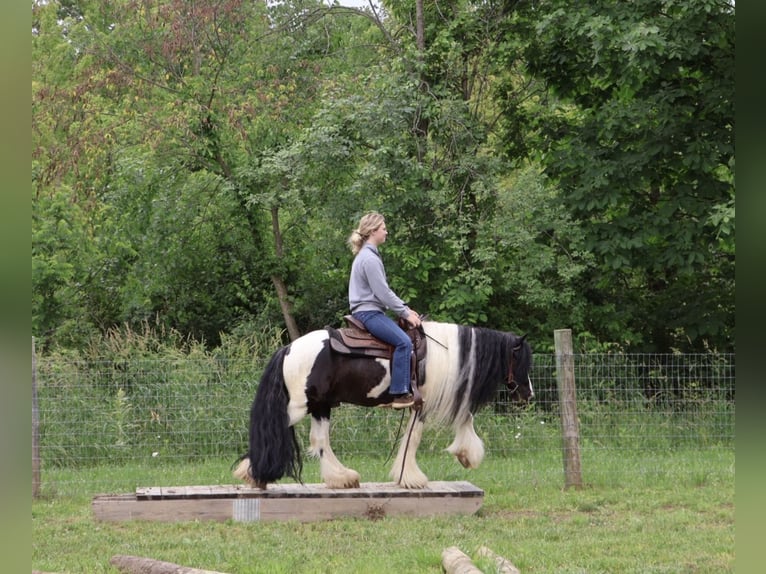 Gypsy Horse Gelding 6 years Pinto in Howell