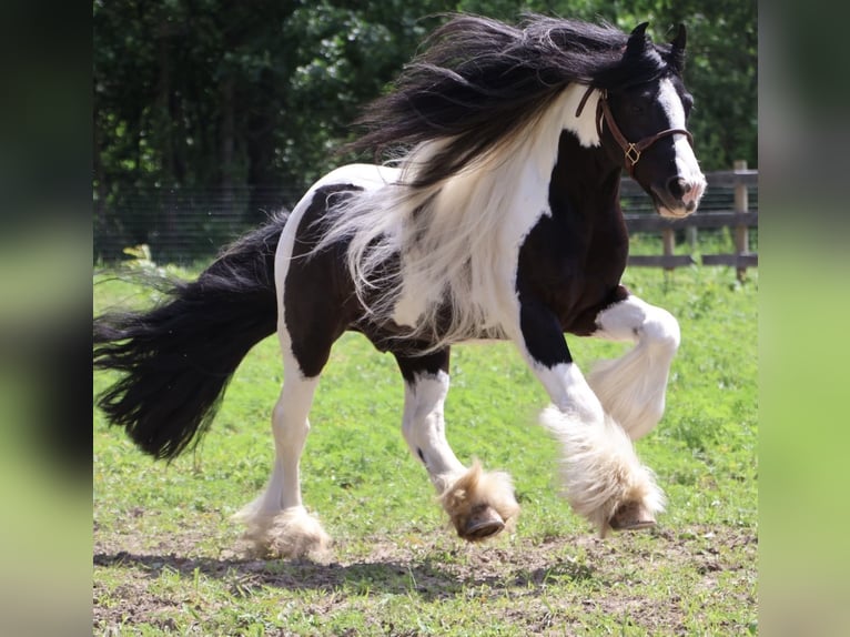 Gypsy Horse Gelding 6 years Pinto in Howell