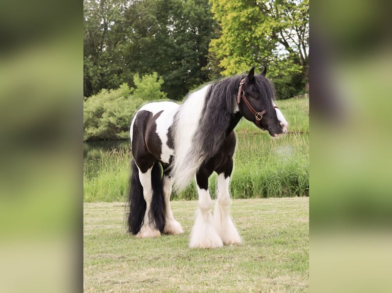 Gypsy Horse Gelding 6 years Pinto in Howell