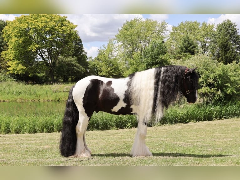 Gypsy Horse Gelding 6 years Pinto in Howell