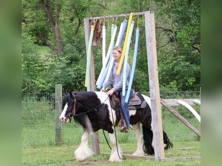 Gypsy Horse Gelding 6 years Pinto in Howell