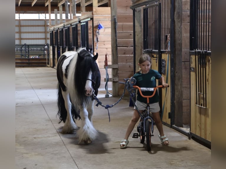Gypsy Horse Gelding 6 years Pinto in Howell