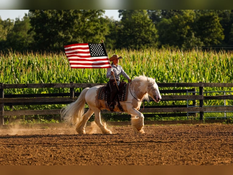 Gypsy Horse Gelding 6 years Pinto in Fredericksburg