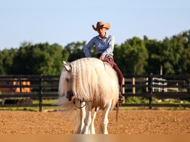 Gypsy Horse Gelding 6 years Pinto in Fredericksburg