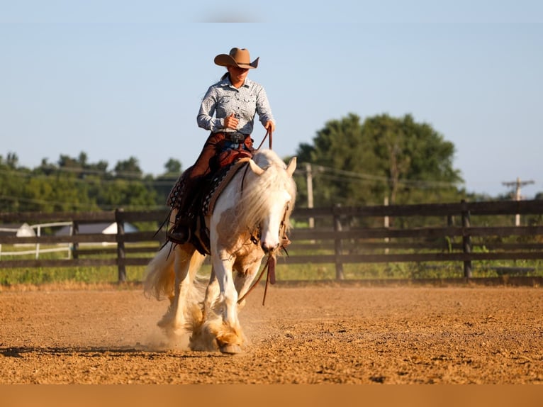 Gypsy Horse Gelding 6 years Pinto in Fredericksburg