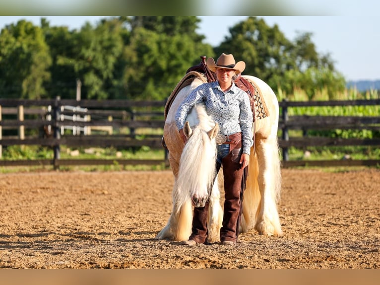 Gypsy Horse Gelding 6 years Pinto in Fredericksburg