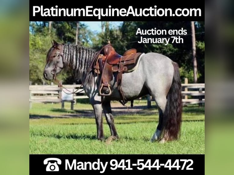 Gypsy Horse Gelding 6 years Roan-Blue in Mims, FL