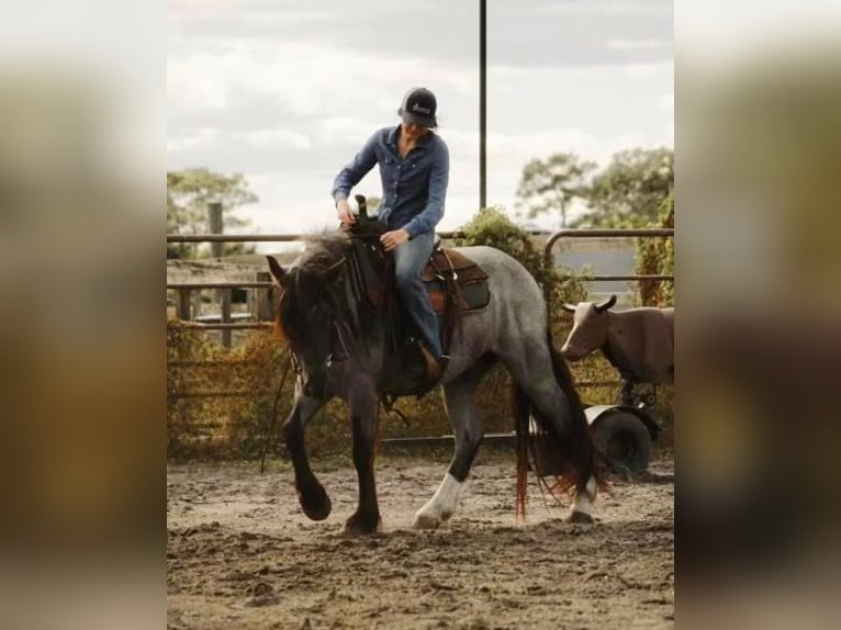 Gypsy Horse Gelding 6 years Roan-Blue in Mims, FL