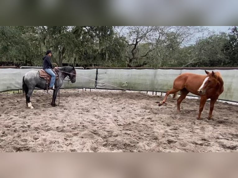 Gypsy Horse Gelding 6 years Roan-Blue in Mims, FL