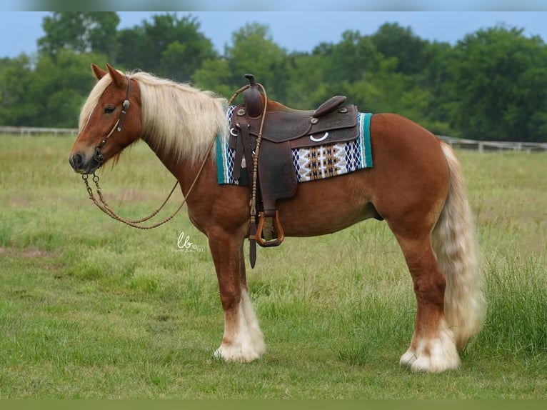 Gypsy Horse Mix Gelding 6 years Sorrel in Terrell, TX