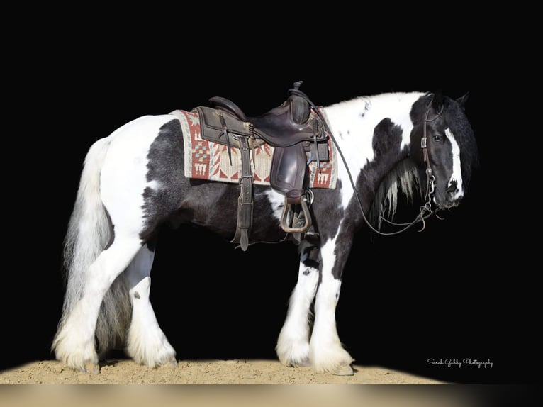 Gypsy Horse Gelding 6 years Tobiano-all-colors in Fairbank IA