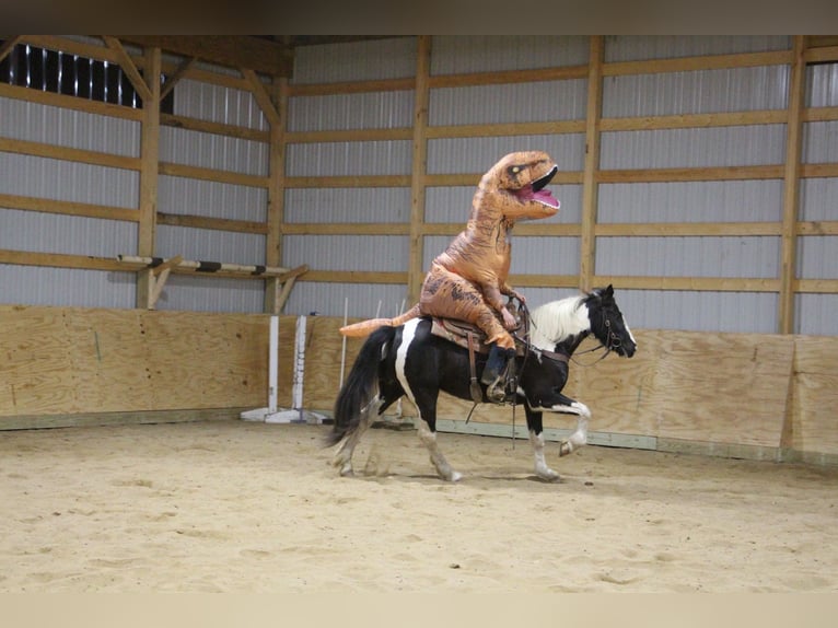 Gypsy Horse Gelding 6 years Tobiano-all-colors in Howell MI