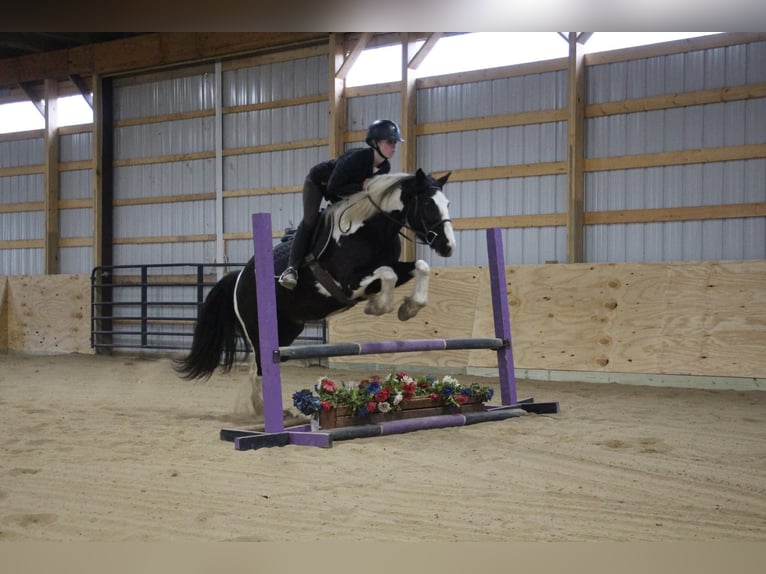 Gypsy Horse Gelding 6 years Tobiano-all-colors in Howell MI