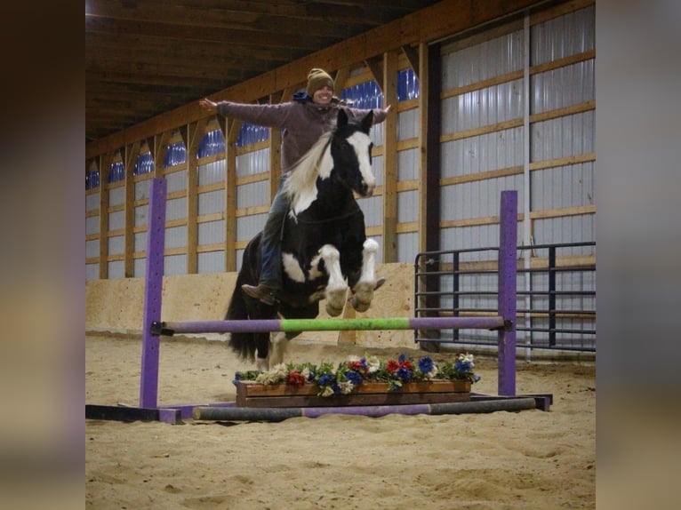 Gypsy Horse Gelding 6 years Tobiano-all-colors in Howell MI