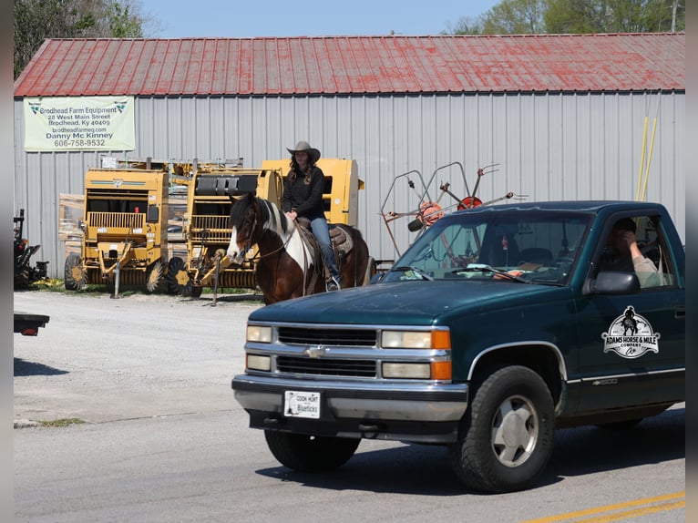 Gypsy Horse Gelding 6 years  in Mount Vernon