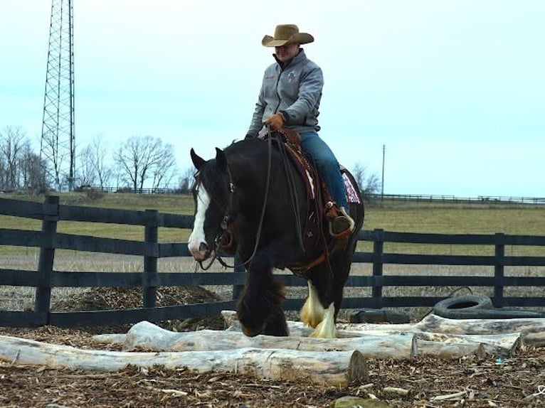 Gypsy Horse Gelding 6 years in Fredericksburg, OH