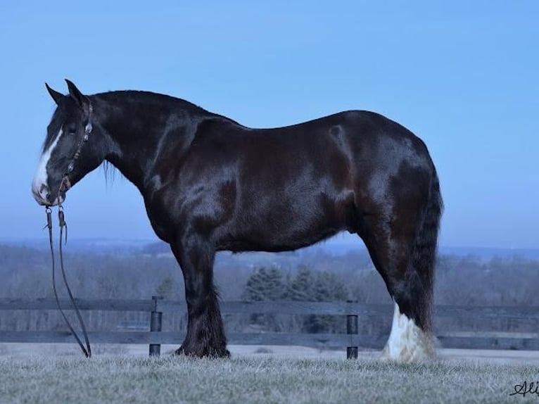 Gypsy Horse Gelding 6 years in Fredericksburg, OH