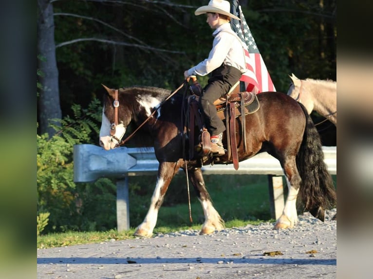 Gypsy Horse Mix Gelding 7 years 11,2 hh in Allenwood, PA