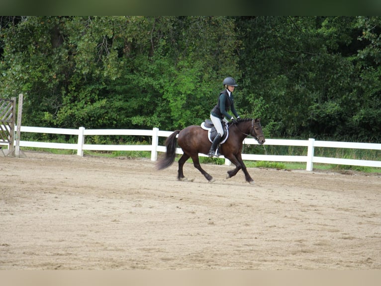 Gypsy Horse Gelding 7 years 12,1 hh Bay in Howell MI