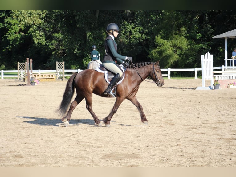 Gypsy Horse Gelding 7 years 12,1 hh Bay in Howell MI