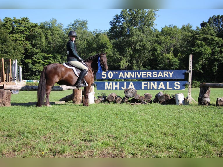 Gypsy Horse Gelding 7 years 12,1 hh Bay in Howell MI