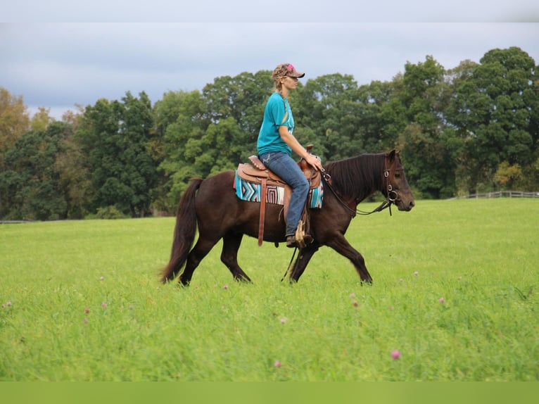 Gypsy Horse Gelding 7 years 12,1 hh Bay in Howell MI