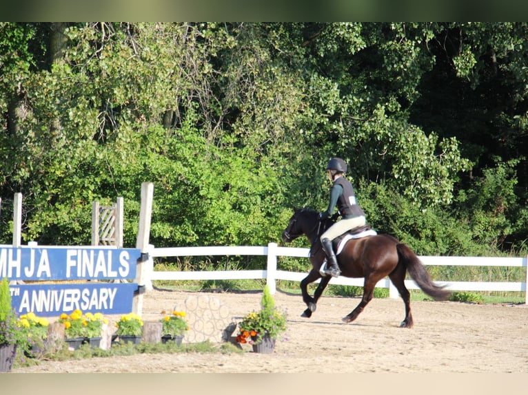 Gypsy Horse Gelding 7 years 12,1 hh Bay in Howell MI