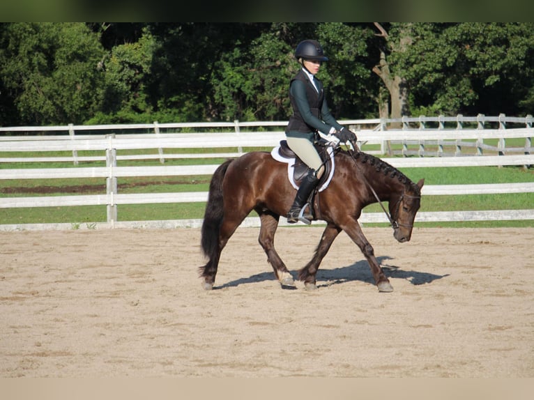 Gypsy Horse Gelding 7 years 12,1 hh Bay in Howell MI