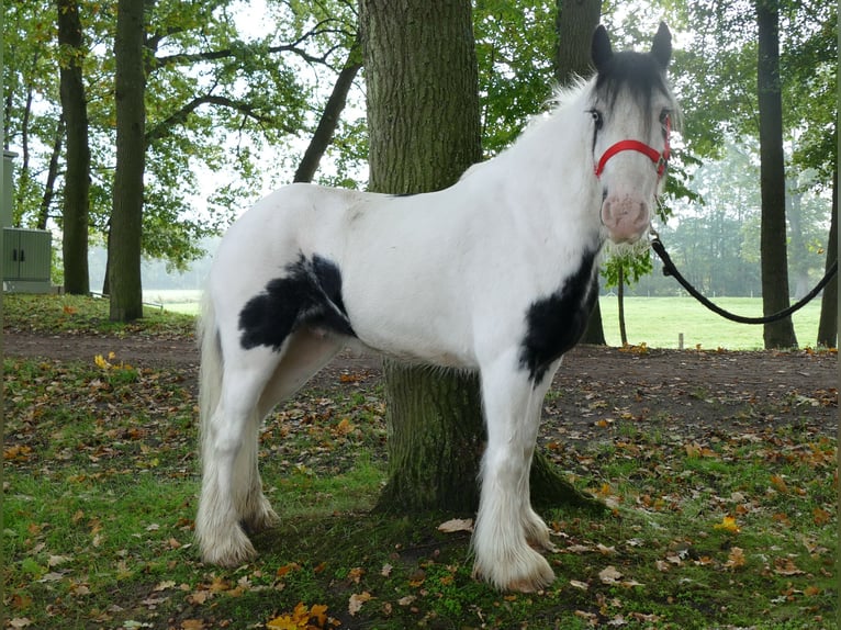 Gypsy Horse Gelding 7 years 12,1 hh Pinto in Lathen