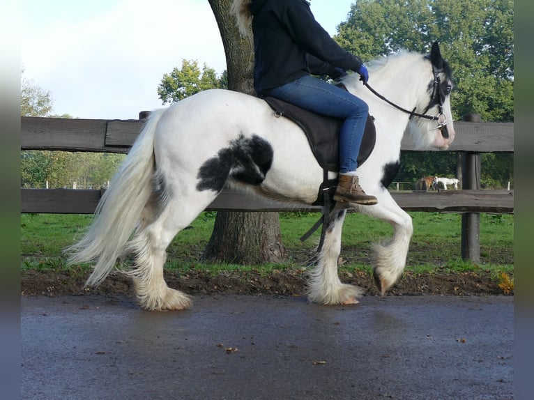 Gypsy Horse Gelding 7 years 12,1 hh Pinto in Lathen