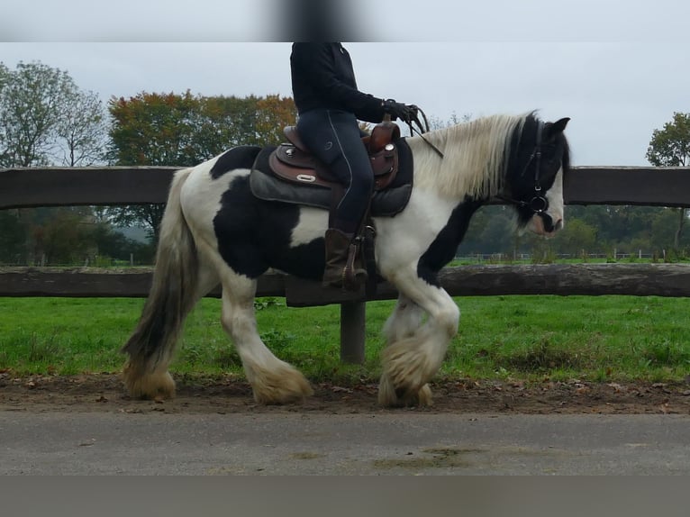 Gypsy Horse Gelding 7 years 12,3 hh Pinto in Lathen